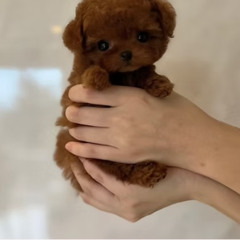 Teacup Poodle Puppies for Sale Italy – Honest Notes for New Owners