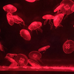 LOVE ON ME prod. Emarold & (MVMIX1)