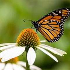Qué linda la mariposa cuando acaricia las flores
