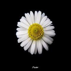 Daisies Ft. Yung Killa (prod. Kaz Beats)