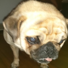 Luna in the air fryer (early draft)