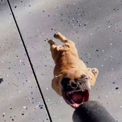 Lil Loak - kennel (Miz+Safari)