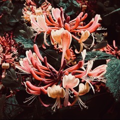 Honeysuckle Rose — Les Brown and his Orchestra