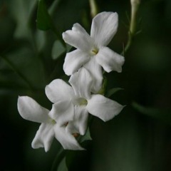 sampaguita
