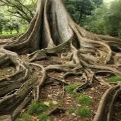 Vanegan - Underground Tree - 10:07:2023, 22.49