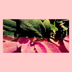 nisto - nothing to lose