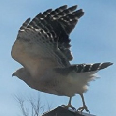The Climb