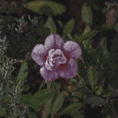 Idea 22 (Slowed + Rain TikTok Version)