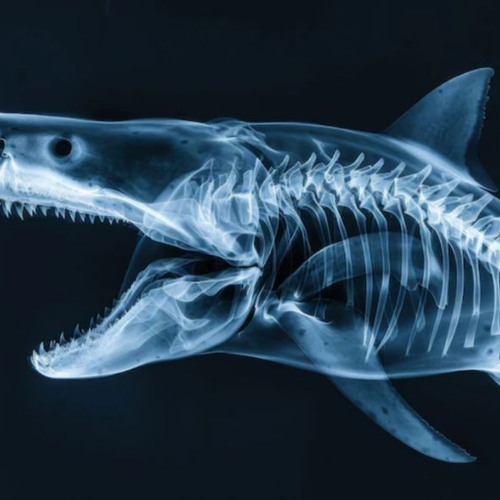 grrrrrr (highsoujia)