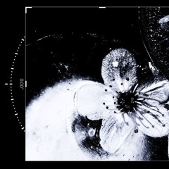 drgnflies//