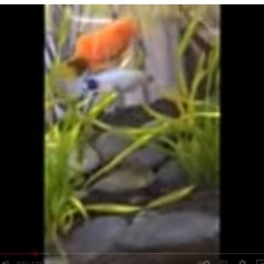 UNDERWATER CERAMICS TECHNICIAN PRESENTS︓ GRAND SUMO FISHES SELECTED SOUND COLLAGE