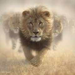 Rell SmoOvee -Lions