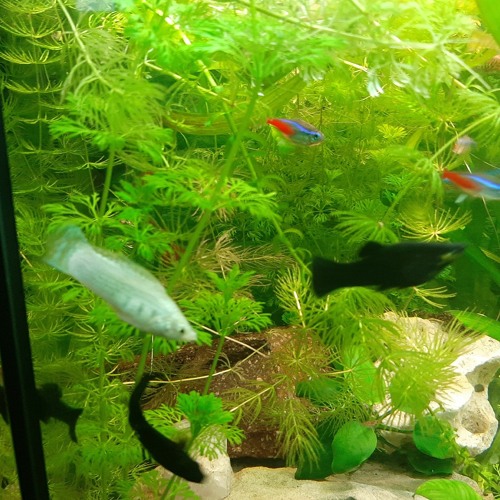 lost sound - 01 - vergessene sounds(1).mp3