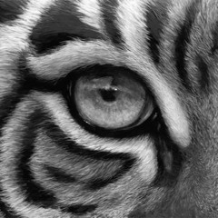 Eye Of The Tiger (Squeaked)