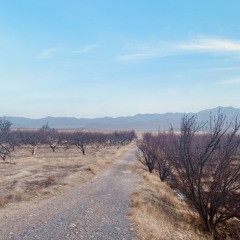 Rishtiya Khabara Daa Da