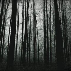 Fairy Wood