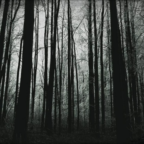 Fairy Wood