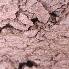 Ma Z - Come Back Again 3