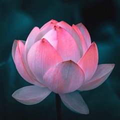 Fascia Blooming Meditation