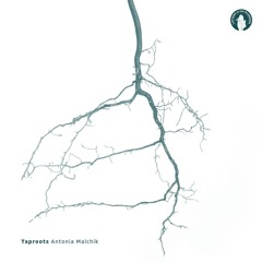 369 / Taproots / Antonia Malchik