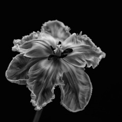 ORIKA-Umbral (MELLON PLACE RECORDS)