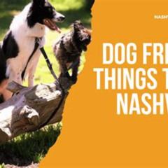 Best Things To Do In Nashville With Dogs Tours Review