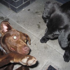 i sent the police to space and they died soz.