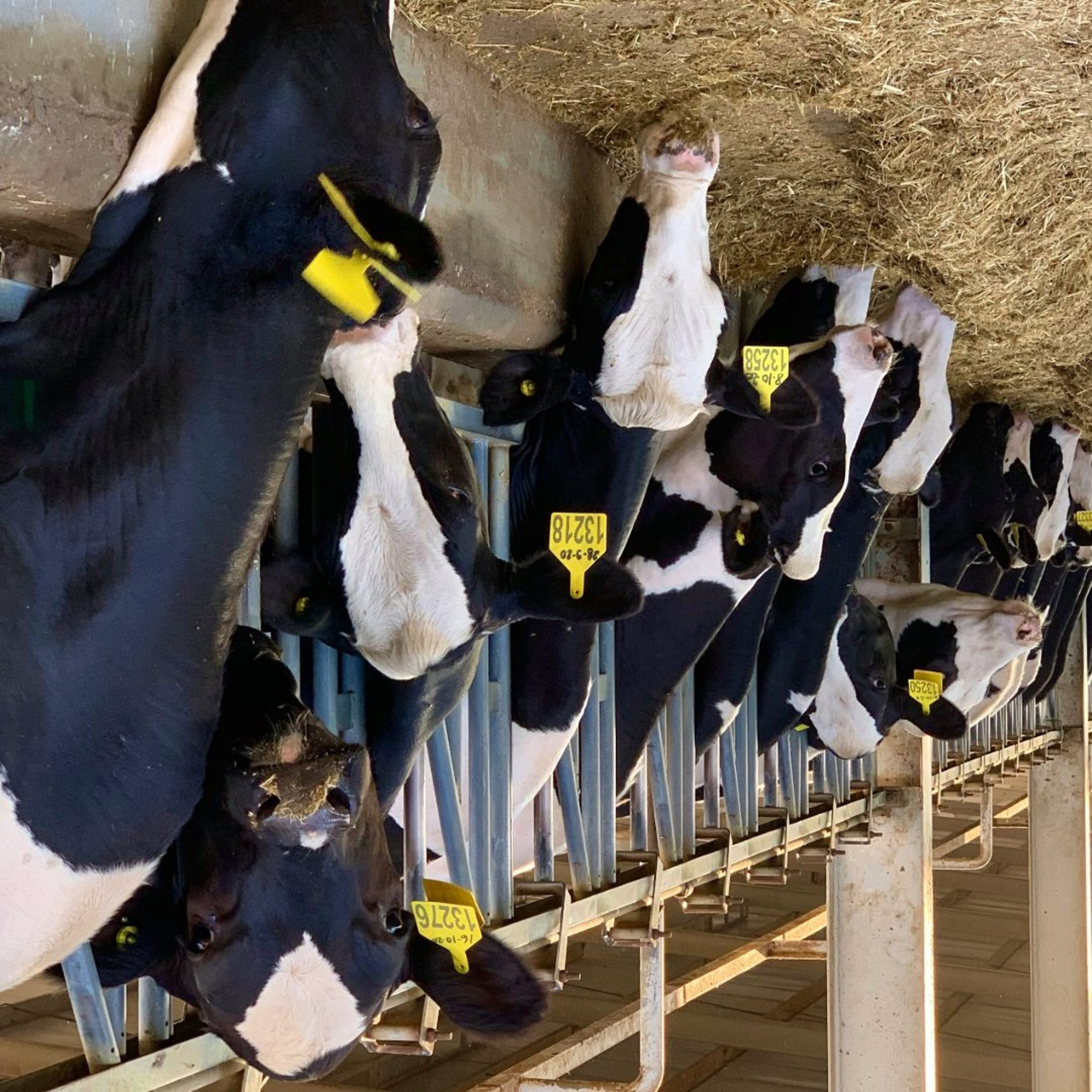 Dairy world turned upside down episode artwork