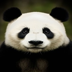 Panda WAY [Prod. Rxkz] (Official Audio)