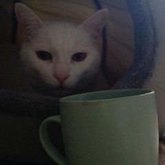 My cat drinks coffee