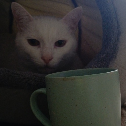 My cat drinks coffee