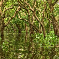 Mangrove Whirlpool