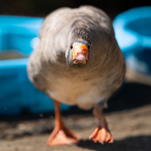 Blooming Mullet 2024 - TOASTY DNB B-DAY @ The Treehouse