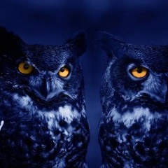 Nocturnal