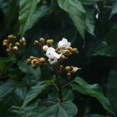 MỘNG UYÊN ƯƠNG HỒ ĐIỆP  Dương Edward _Tạ Hiền