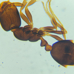 HUGAR- anthill