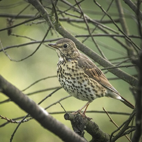 The Birdsong Season Opens - 11 Feb 2023, Early Morning, Ballinvally.