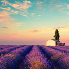 Cánh đồng oải hương - (Lavender fields)
