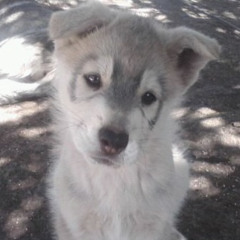 Bullet From A Gun x The Beginning