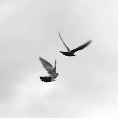 Fly High Like a Bird Prod Yonko