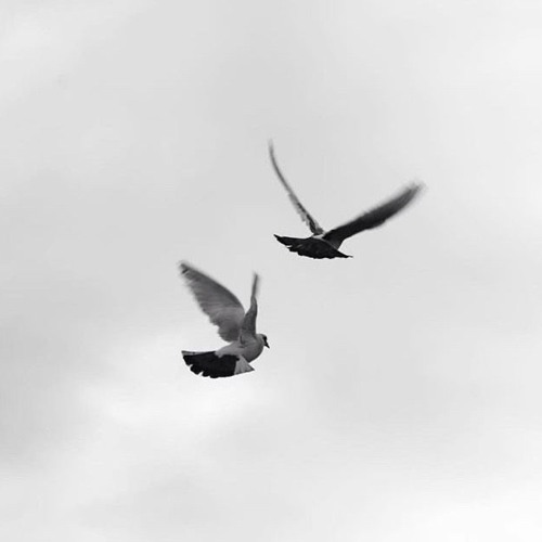 Fly High Like a Bird Prod Yonko