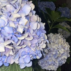 青の紫陽花 (5head