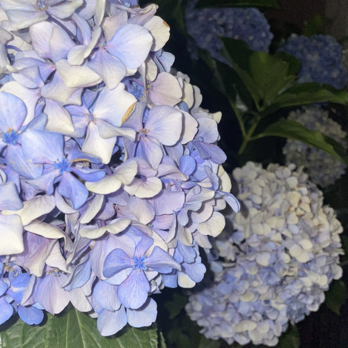 青の紫陽花 (5head