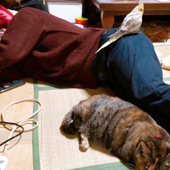 難しいいきもの(ウキヨエcover )