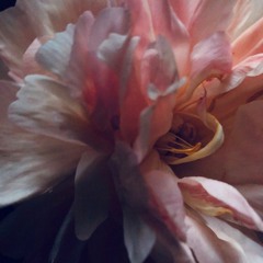 melted icecream with rosemary