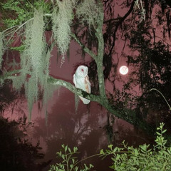 Ms. Vampire (Prod. JJules)