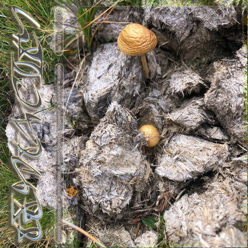 Tentacity 11/23 by Ida Elastix