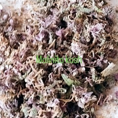 mf sigilo - molinito kush