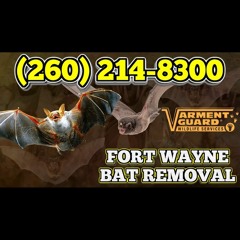 Bat Removal Fort Wayne - (260) 214-8300