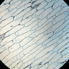 𝕬𝖗𝖙𝖎𝖋𝖎𝖈𝖎𝖔